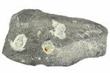 Fossil Whale Ear Bone - Miocene #177819-1